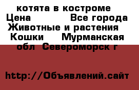 котята в костроме › Цена ­ 2 000 - Все города Животные и растения » Кошки   . Мурманская обл.,Североморск г.